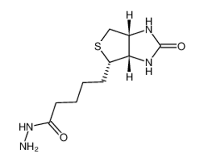 Picture of (+)-Biotin hydrazide