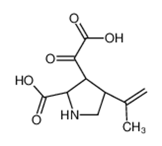 Picture of (2S,3S,4S)-3-oxalo-4-prop-1-en-2-ylpyrrolidine-2-carboxylic acid