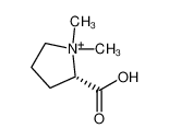 Picture of L-proline betaine