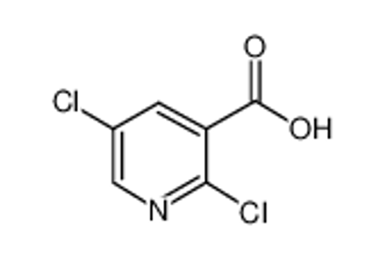 Picture of 2,5-Dichloronicotinic Acid