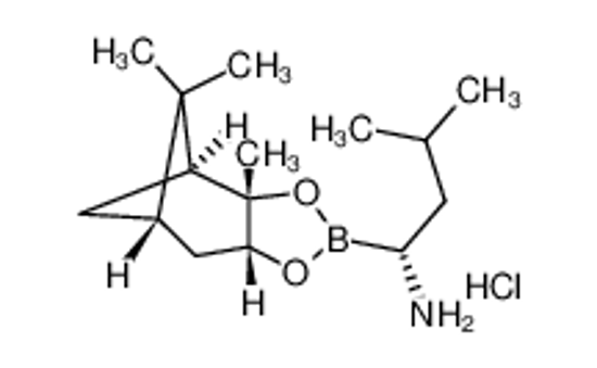 Picture of (R)-BoroLeu-(+)-Pinanediol-HCl