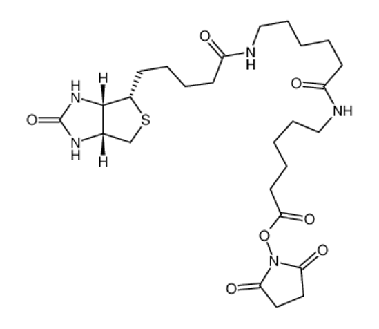 Изображение Succinimidyl-6-[6-(biotinamido)caproyl]caproylate
