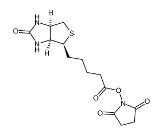 Picture of (2,5-dioxopyrrolidin-1-yl) 5-[(3aS,4S,6aR)-2-oxo-1,3,3a,4,6,6a-hexahydrothieno[3,4-d]imidazol-4-yl]pentanoate