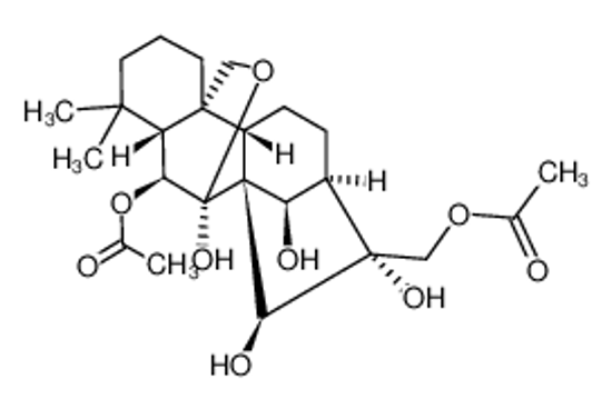 Изображение RABDOPHYLLIN H