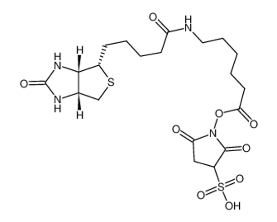 Изображение SULPHOSUCCINIMIDYL-6-(BIOTINAMIDO)HEXANOATE