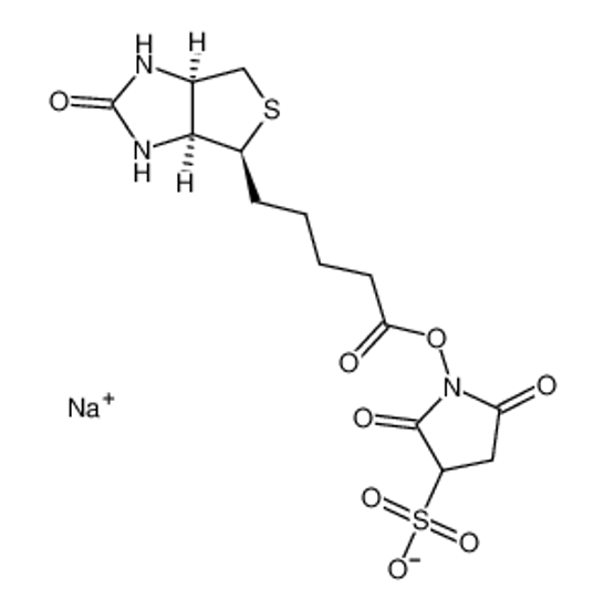 Picture of Biotin 3-sulfo-N-hydroxysuccinimide ester sodium salt
