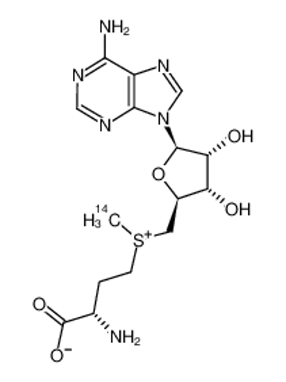 Picture of S-ADENOSYL-L-METHIONINE, [METHYL-14C]