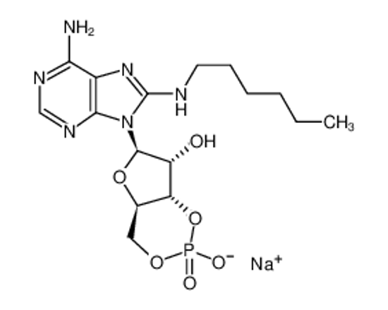 Picture of 8-HA-CAMP SODIUM SALT