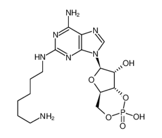 Picture of 2-(6-AMINOHEXYL) AMINOADENOSINE-3',5'-CYCLIC MONOPHOSPHATE