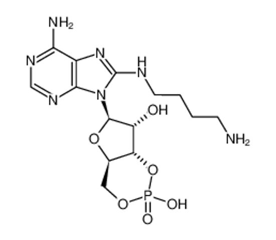 Picture of 8-(4-AMINOBUTYL) AMINOADENOSINE-3',5'-CYCLIC MONOPHOSPHATE