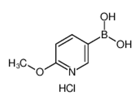 Изображение 2-Methoxypyridine-5-boronic acid, HCl