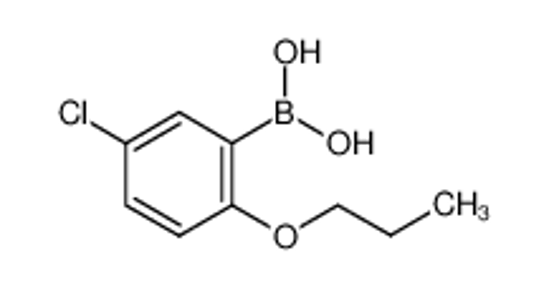 Picture of (5-Chloro-2-propoxyphenyl)boronic acid