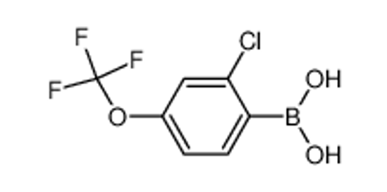 Picture of 2-Chloro-4-trifluoromethoxyphenylboronic acid