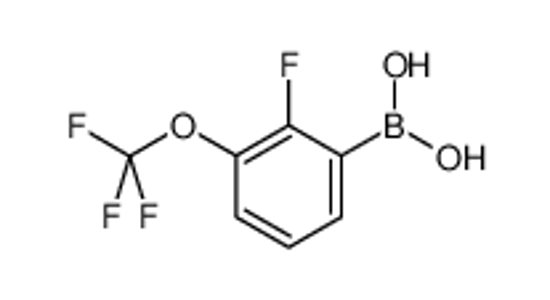 Picture of [2-fluoro-3-(trifluoromethoxy)phenyl]boronic acid