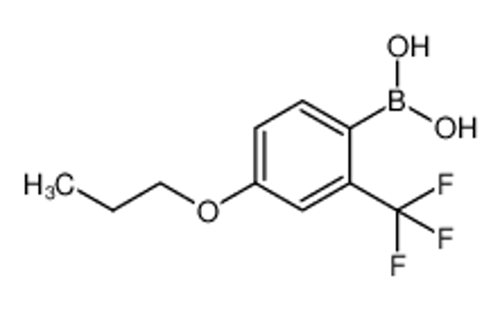 Picture of [4-propoxy-2-(trifluoromethyl)phenyl]boronic acid