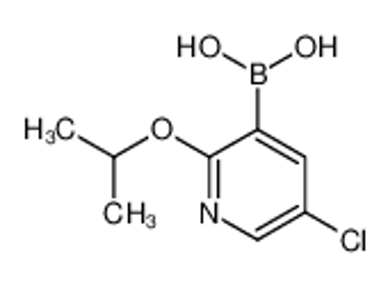 Picture of 5-Chloro-2-isopropoxypyridine-3-boronic acid
