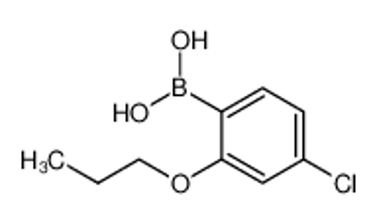 Picture of (4-Chloro-2-propoxyphenyl)boronic acid
