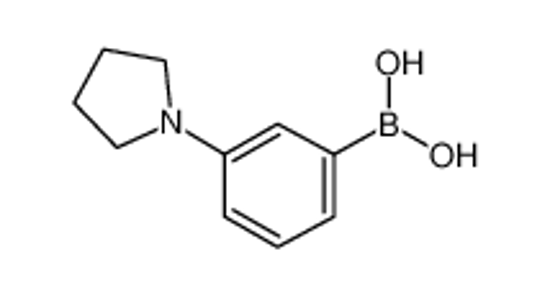 Изображение 3-(Pyrrolidino)phenylboronic acid