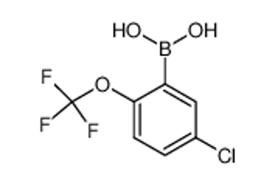 Picture of [5-chloro-2-(trifluoromethoxy)phenyl]boronic acid