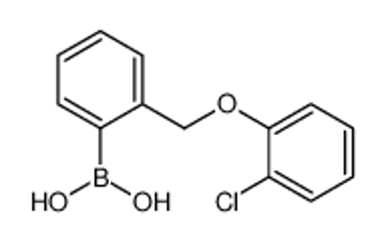 Изображение (2-((2-Chlorophenoxy)methyl)phenyl)boronic acid