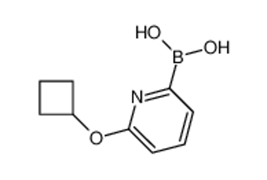 Picture of (6-cyclobutyloxypyridin-2-yl)boronic acid