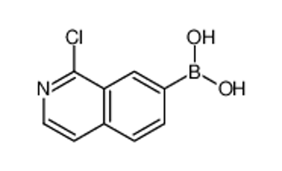 Picture of (1-chloroisoquinolin-7-yl)boronic acid