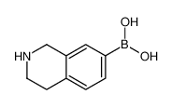 Picture of 1,2,3,4-Tetrahydro-7-isoquinolinylboronic acid