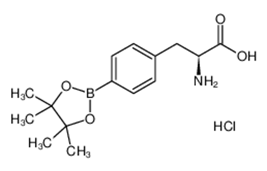 Picture of 4-(4,4,5,5-Tetramethyl-1,3,2-dioxaborolan-2-yl)-L-phenylalanine hydrochloride (1:1)