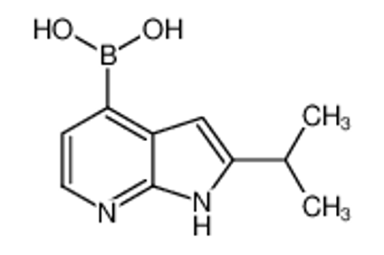 Picture of (2-propan-2-yl-1H-pyrrolo[2,3-b]pyridin-4-yl)boronic acid