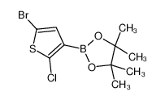 Picture of 2-(5-bromo-2-chlorothiophen-3-yl)-4,4,5,5-tetramethyl-1,3,2-dioxaborolane