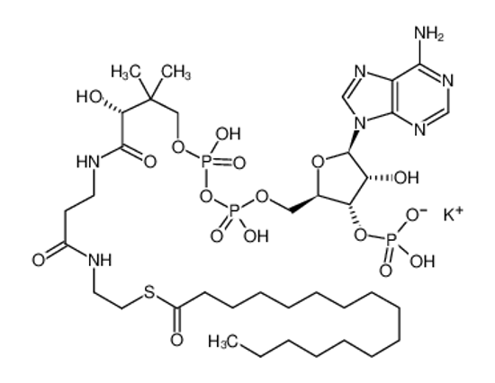 Picture of palmitoyl-CoA