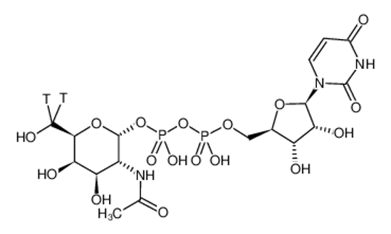 Picture of URIDINE DIPHOSPHATE N-ACETYL-D-GALACTOSAMINE, [GALACTOSAMINE-6-3H(N)]