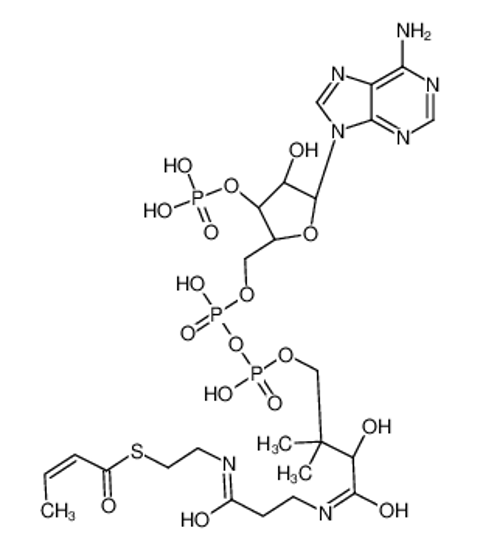 Picture of 2-Butenoyl coenzyme A lithium salt