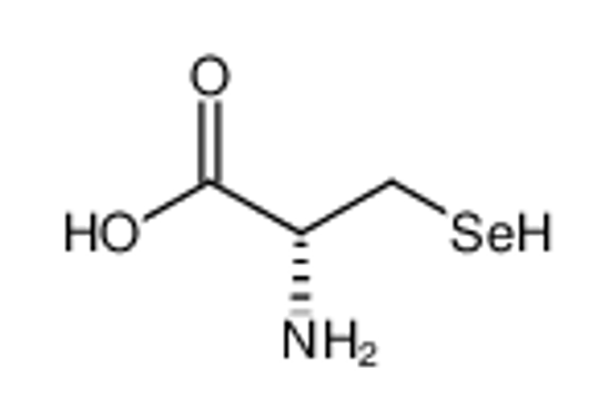 Изображение L-selenocysteine