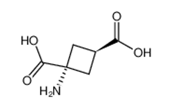 Imagem de 1-AMINOCYCLOBUTANE-CIS-1,3-DICARBOXYLIC ACID