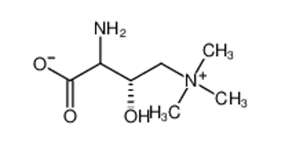 Picture of (S)-Amino Carnitine