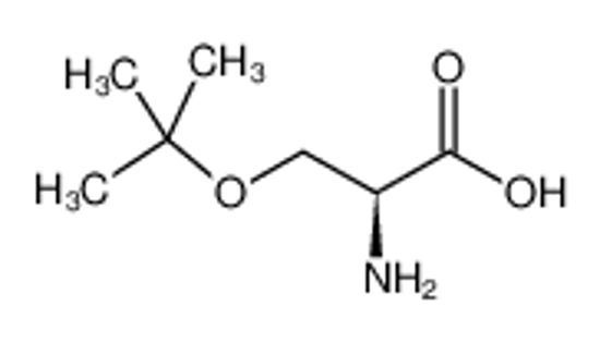 Picture of (2S)-2-amino-3-[(2-methylpropan-2-yl)oxy]propanoic acid