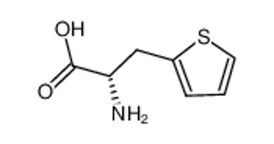 Picture of L-2-THIENYLALANINE