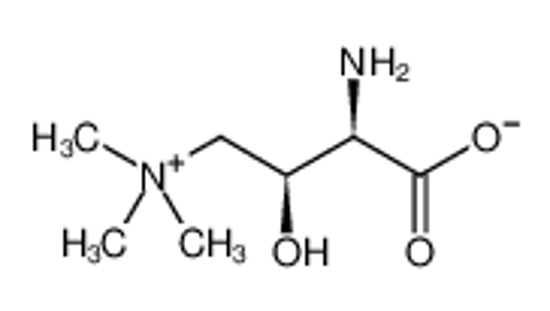 Picture of (3R)-3-amino-4-(trimethylazaniumyl)butanoate