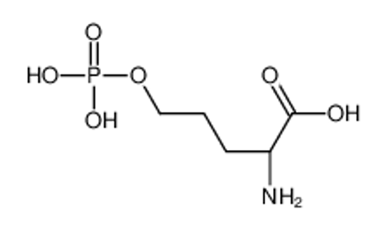 Picture of (2S)-2-amino-5-phosphonooxypentanoic acid