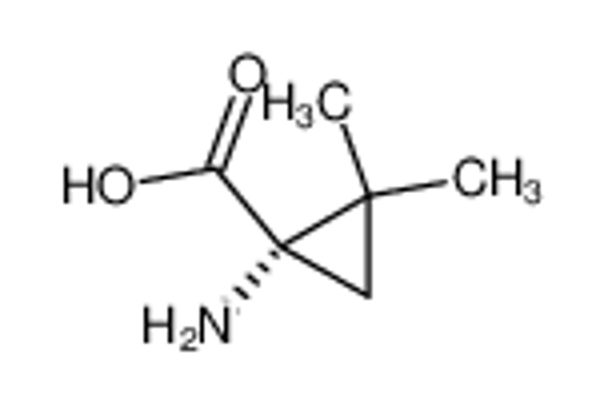 Изображение (-)-(S)-2,2-Dimethyl-1-aminocyclopropane-1-carboxylic acid