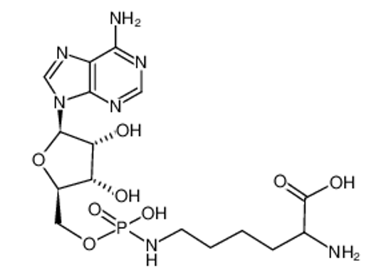 Imagem de adenylyl-(5'-->Nε)-lysine
