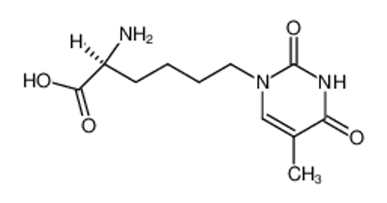 Изображение (2S)-amino-6-(1-thyminyl)hexanoic acid