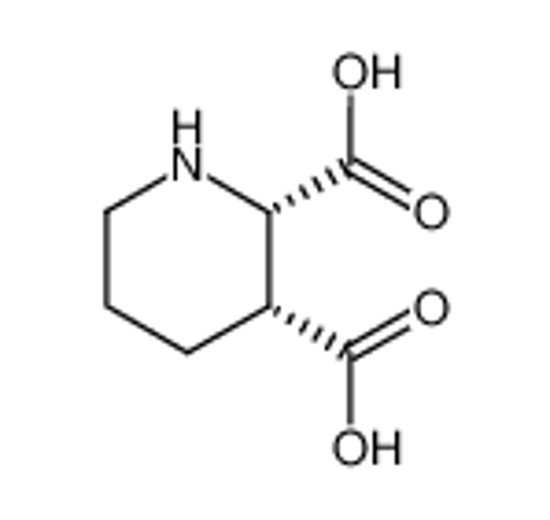 Picture of cis-2,3-piperidinedicarboxylic acid