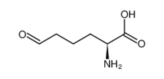 Picture of L-α-aminoadipate-δ-semialdehyde
