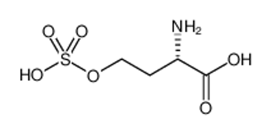 Picture of O-sulfo-L-homoserine