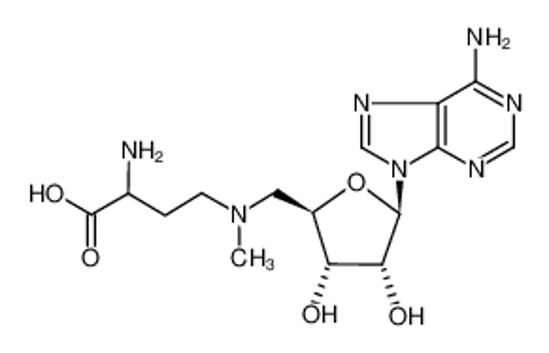 Picture of N4-(5'-adenosyl)-N4-methyl-2-(R,S),4-diaminobutanoic acid