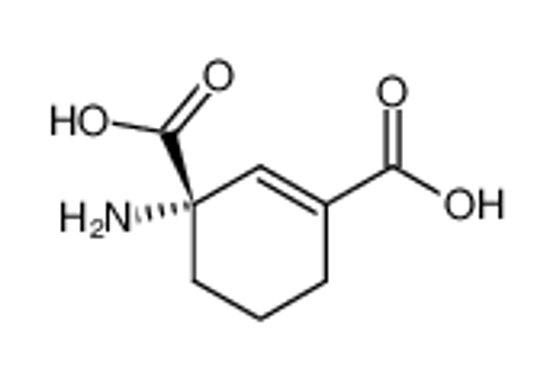 Изображение (S)-(+)-1-Amino-2-cyclohexene-1,3-dicarboxylic Acid
