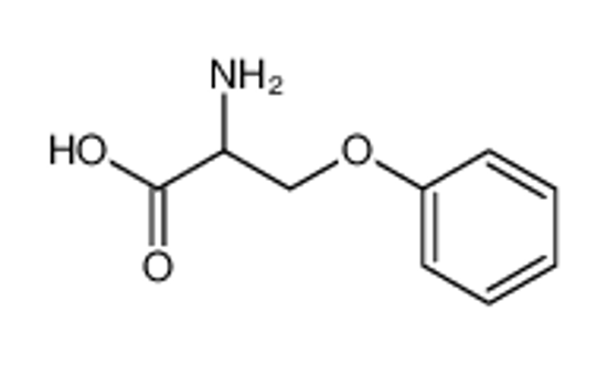 Imagem de (+-)-β-Phenoxyalanin