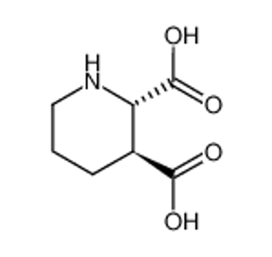 Picture of trans-2,3-piperidinedicarboxylic acid